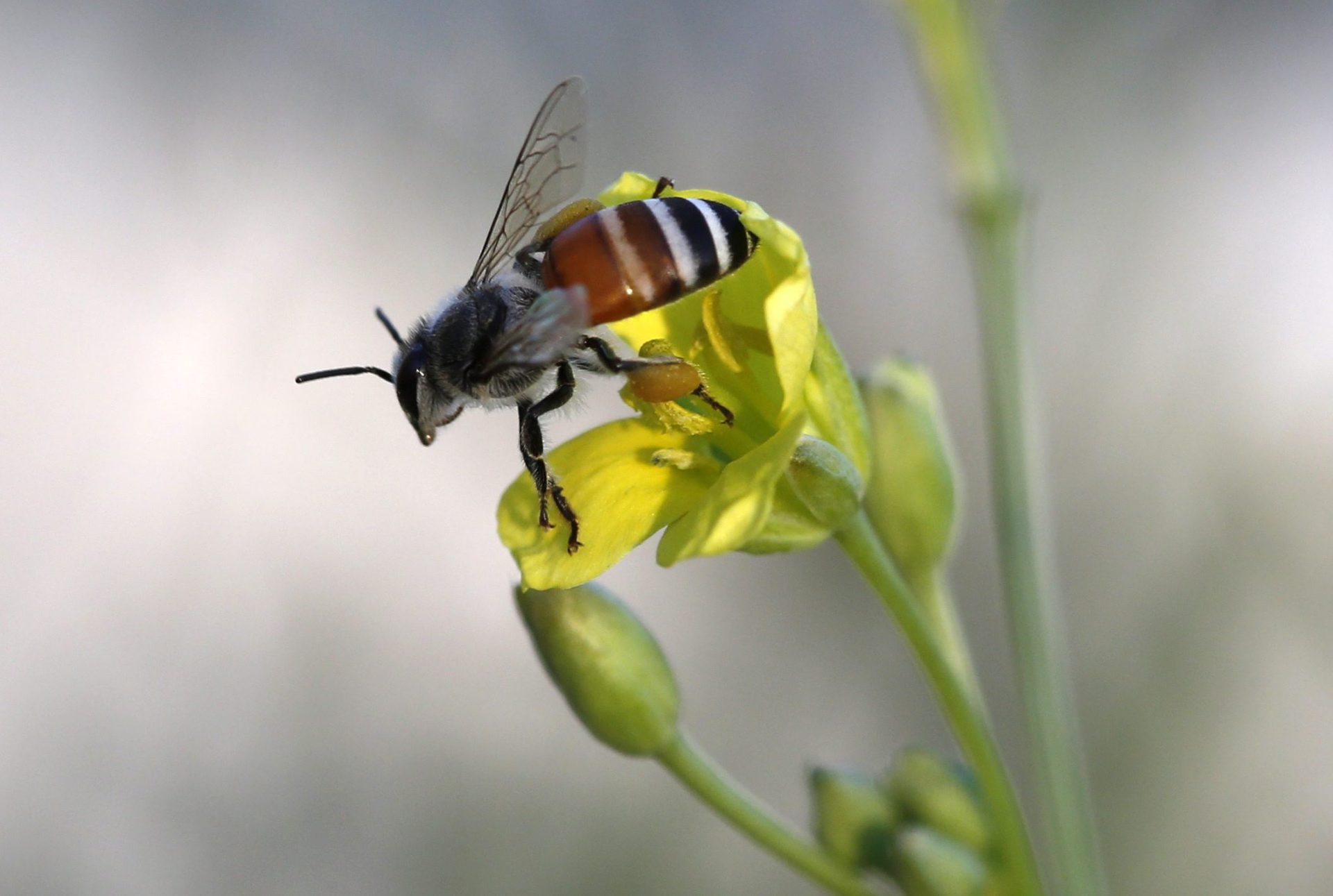 ordenar Adaptado preposición El 40 % de polinizadores invertebrados, como las abejas, en peligro  extinción - EFEverde