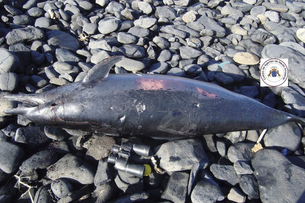 APARECEN DOS DELFINES MUERTOS EN LA COSTA DE FUERTEVENTURA