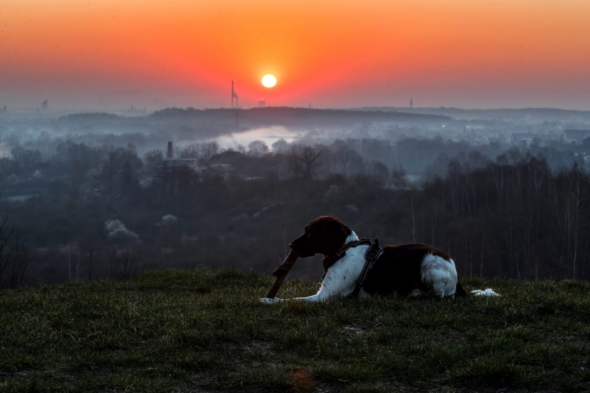perro luna