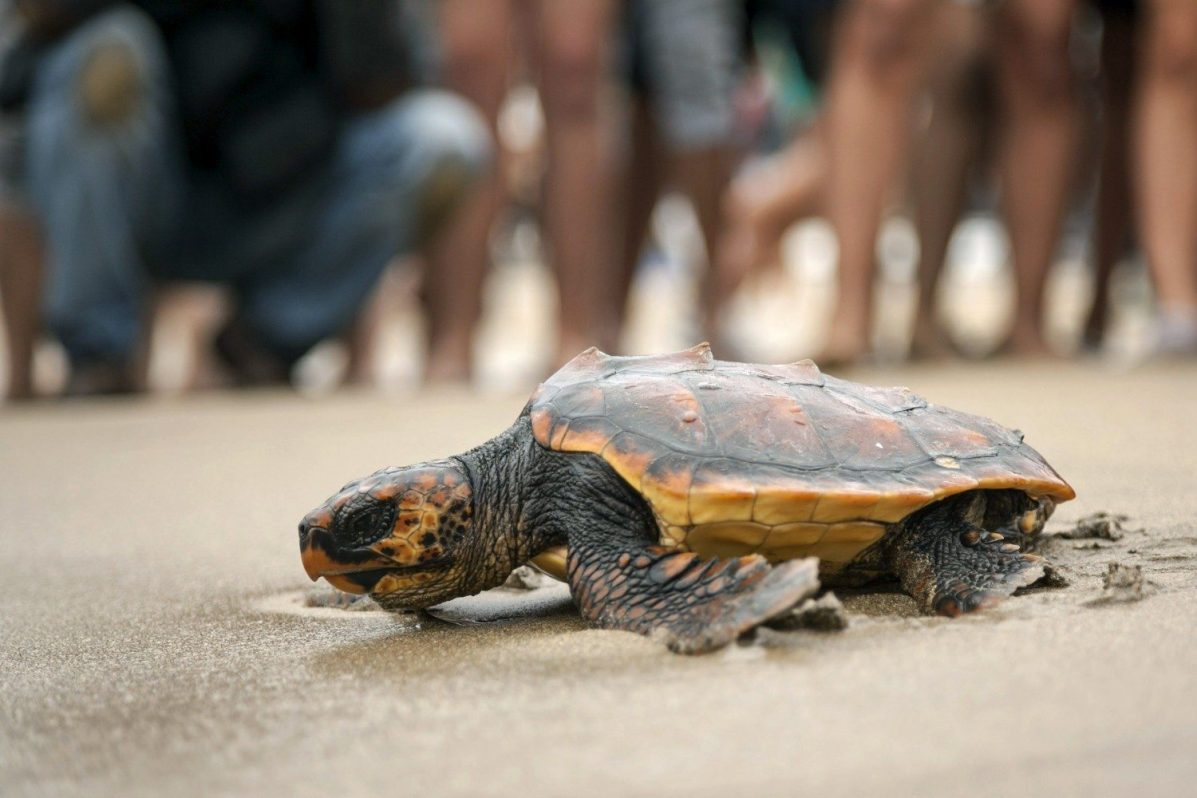 GRA242. LAS PALMAS DE GRAN CANARIA, 20/04/2015.- La tortuga boba "Madonna", rescatada por una patrullera Guardia Civil de la mancha de fuel provocada por el pesquero ruso "Oleg Naydenov", es una de las que el Centro de Recuperación de Fauna Silvestre del Cabildo de Gran Canaria liberó hoy en la playa de Las Canteras. EFE/Ángel Medina G.