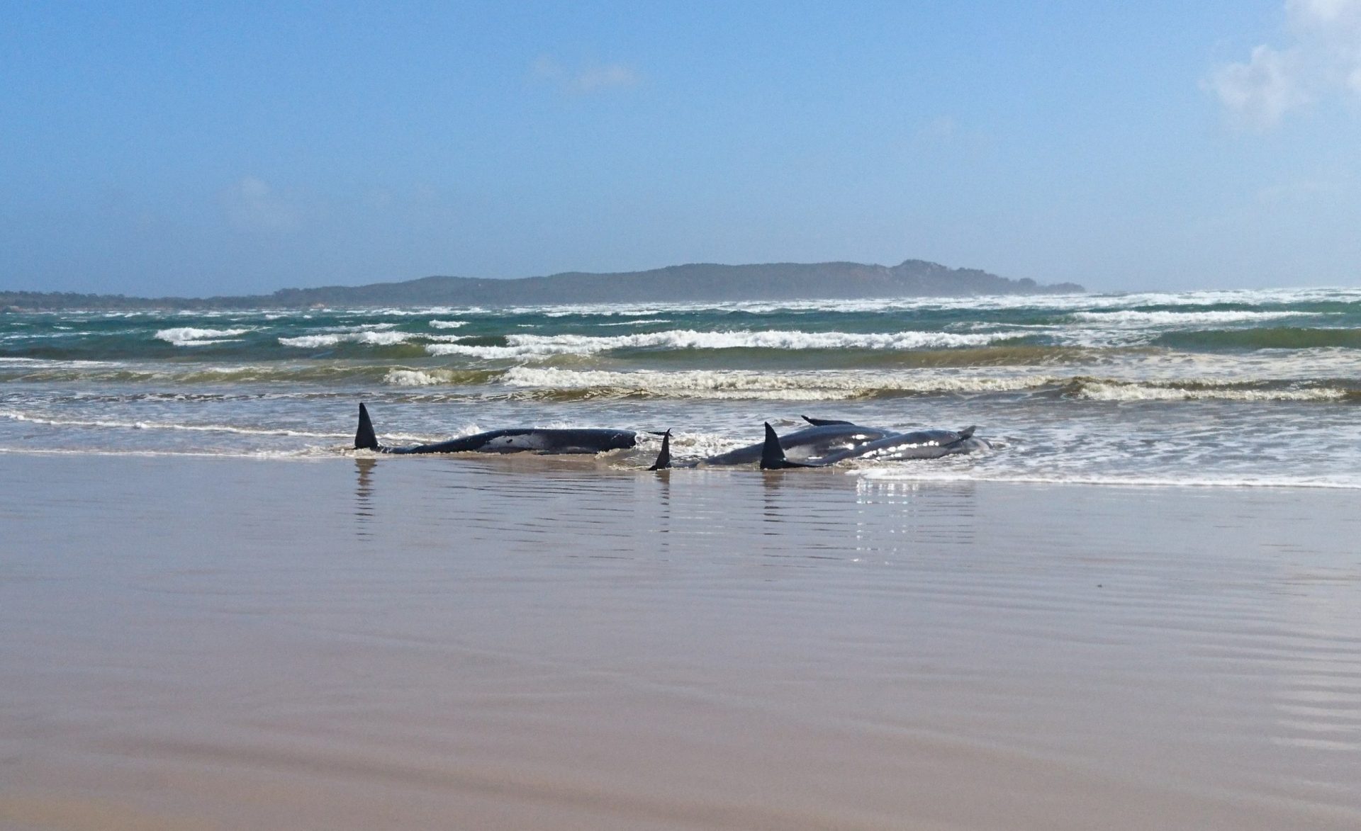 Australia ballenas varadas
