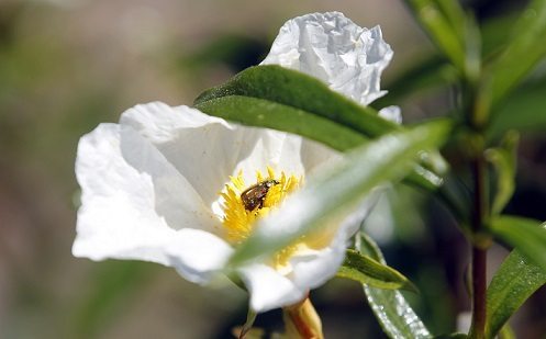 Flor de jara en el Geoparque Villuercas-Ibores-Jara