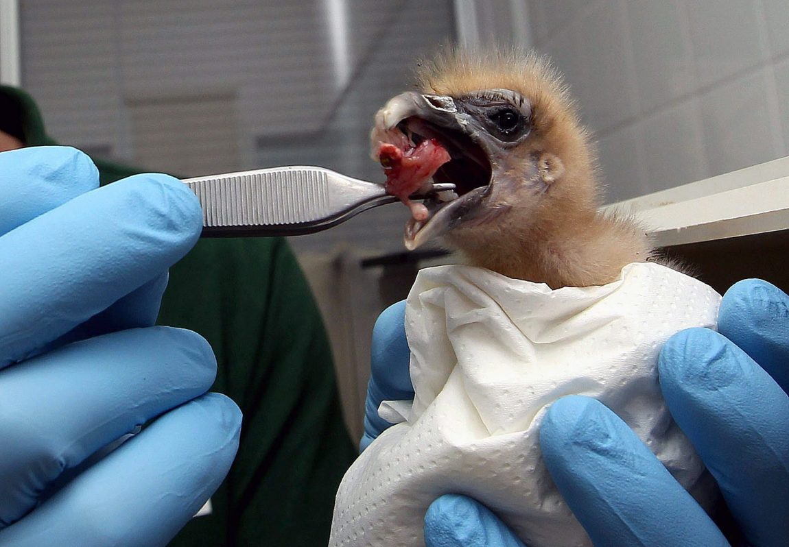 Un polluelo de guirre recien nacido en el Centro de Recuperación de Fauna del Cabildo de Gran Canaria.