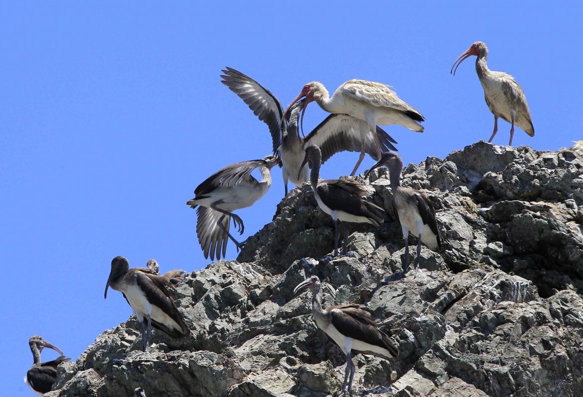 PACÍFICO COSTA RICA