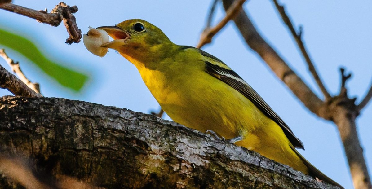 Colima ofrece mayor biodiversidad de fauna y flora en 9 ecosistemas en ...