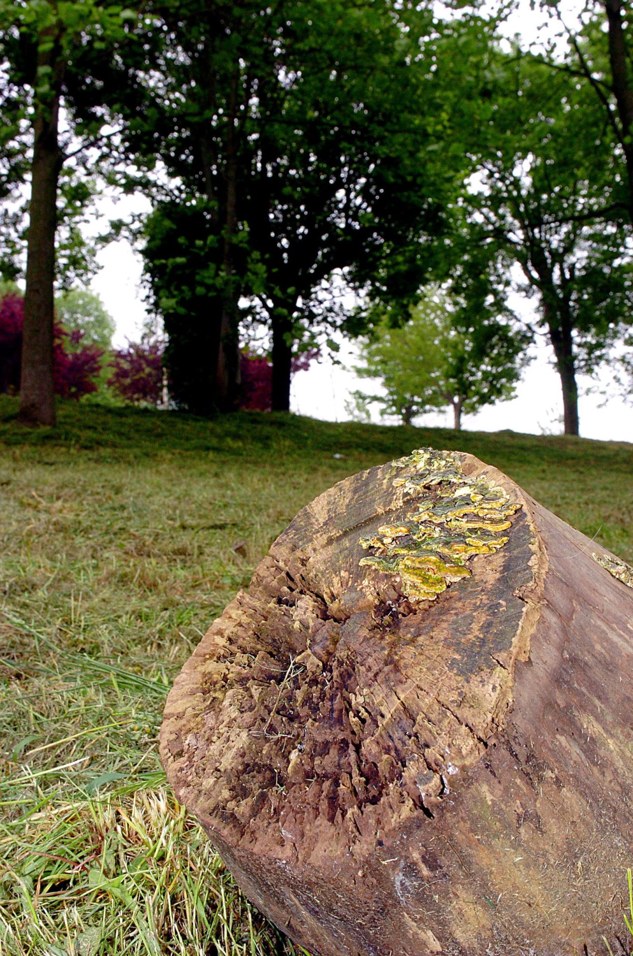 En la imagen, el tronco de un árbol cortado en el barrio de Zorroaga de San Sebastián. EFE/Javier Echezarreta