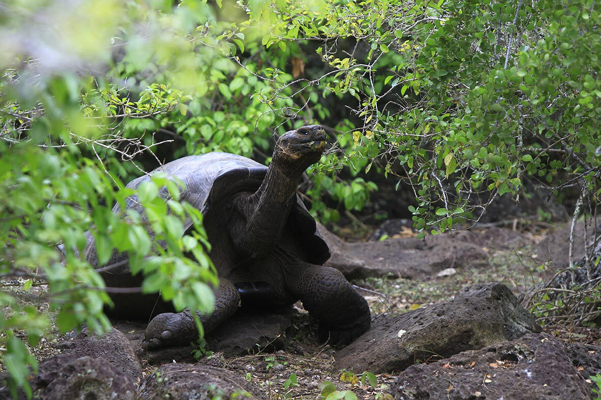 proteger las islas galápagos