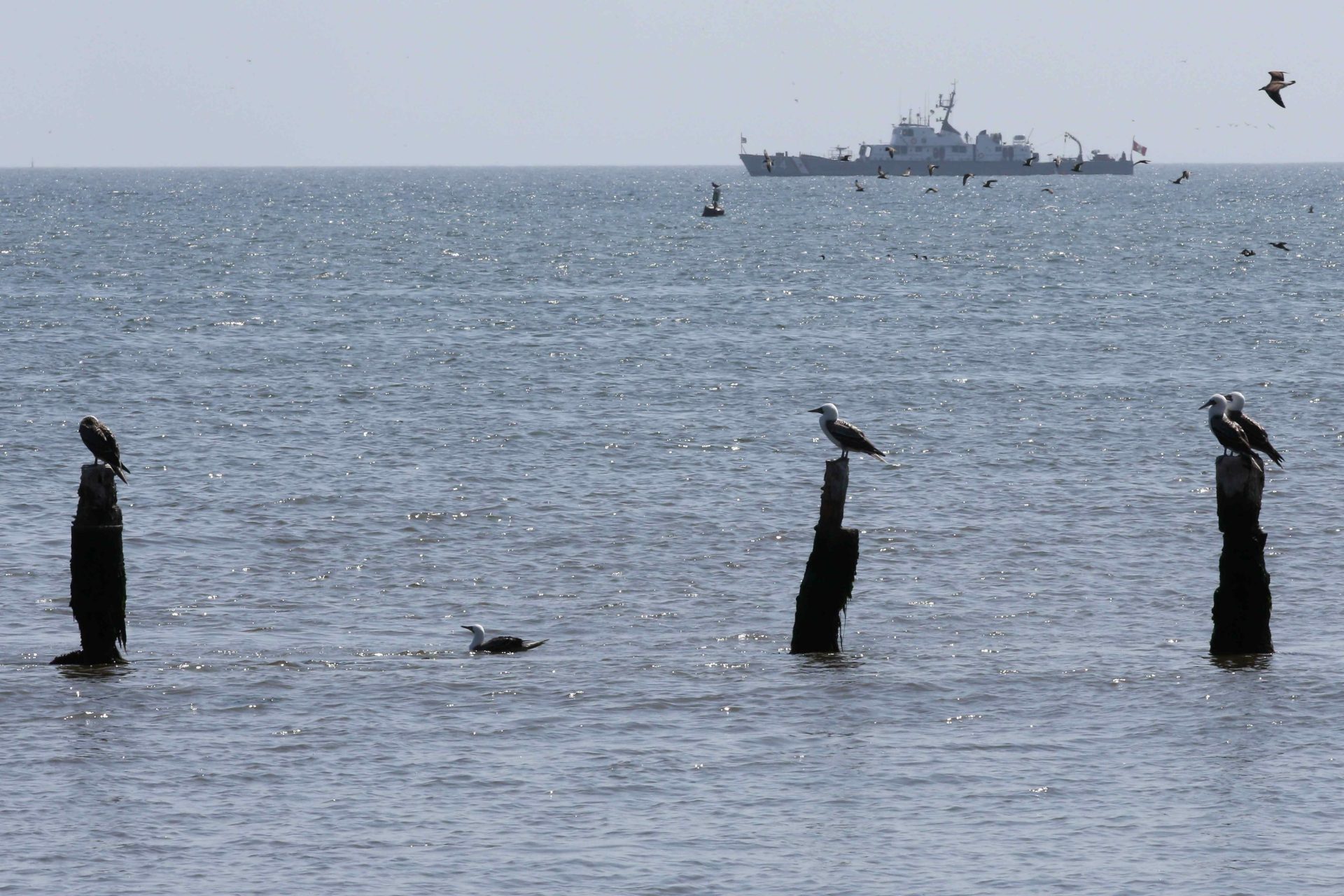 Perú Paracas bahía