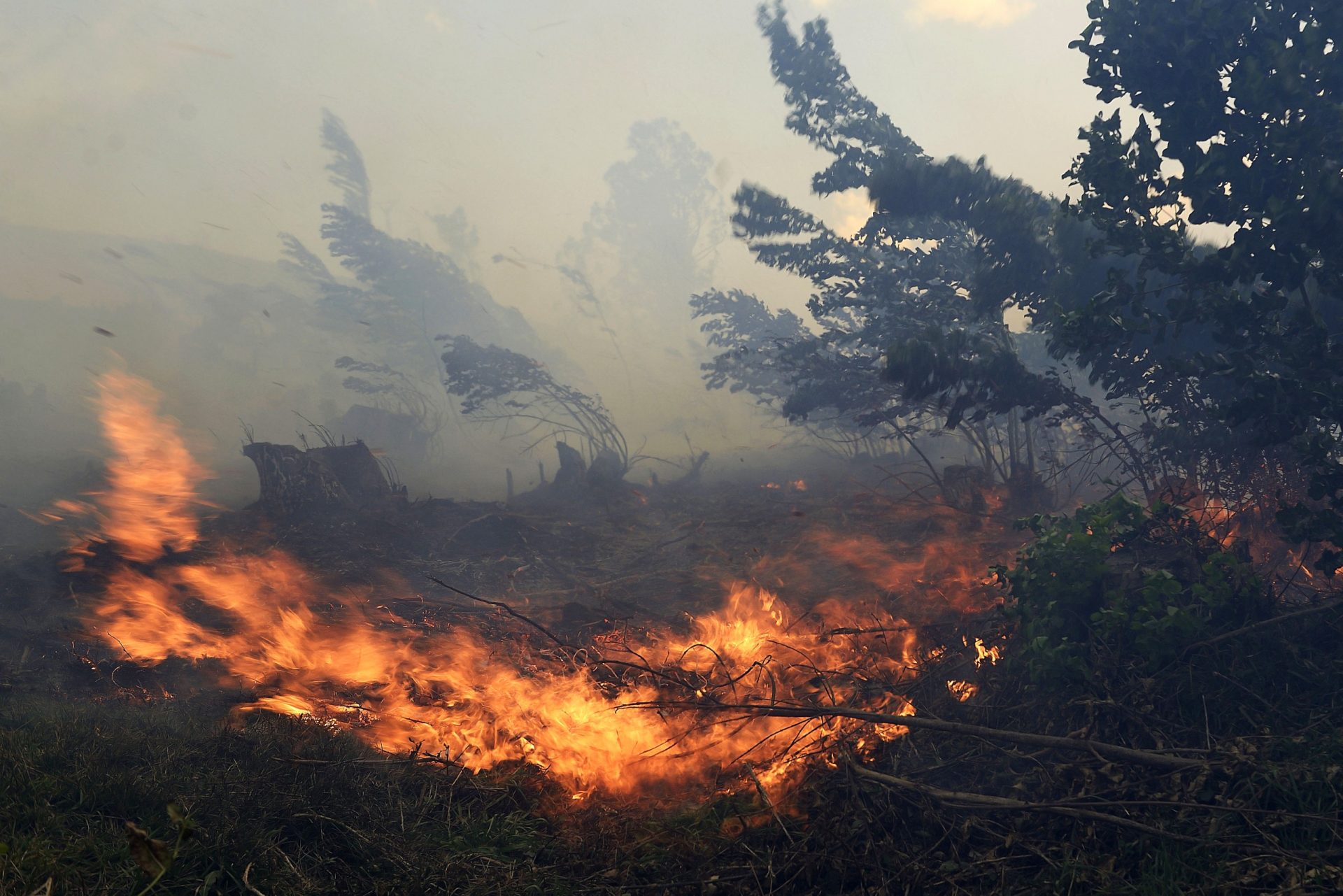 INCENDIOS FORESTALES