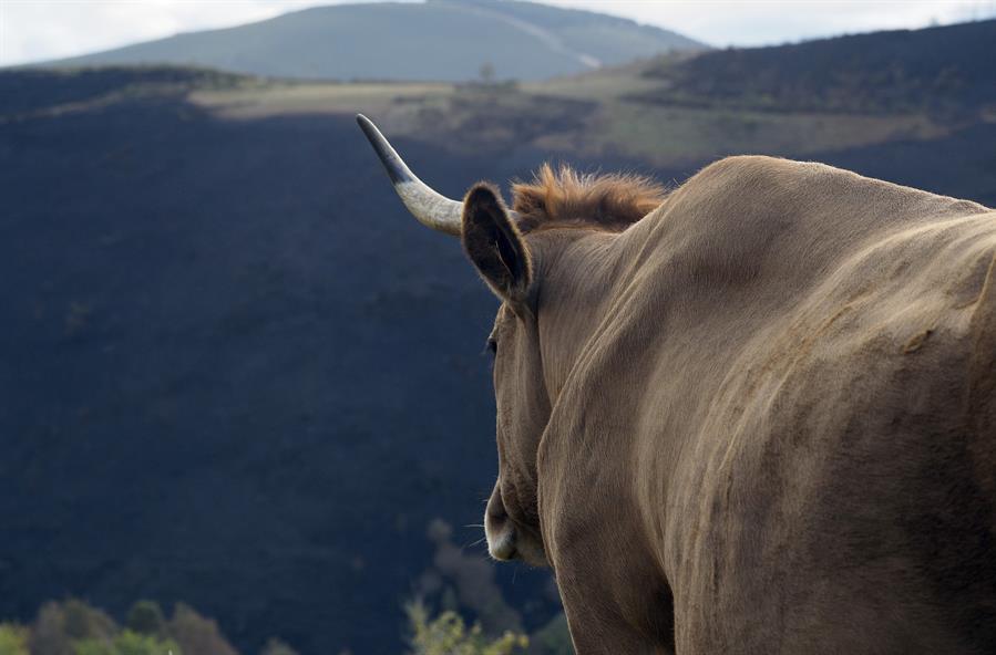 batidas contra lobos