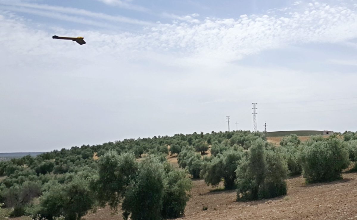 DRONES SOBREVOLARÁN OLIVARES ANDALUCES PARA INVESTIGAR AGRICULTURA PRECISIÓN