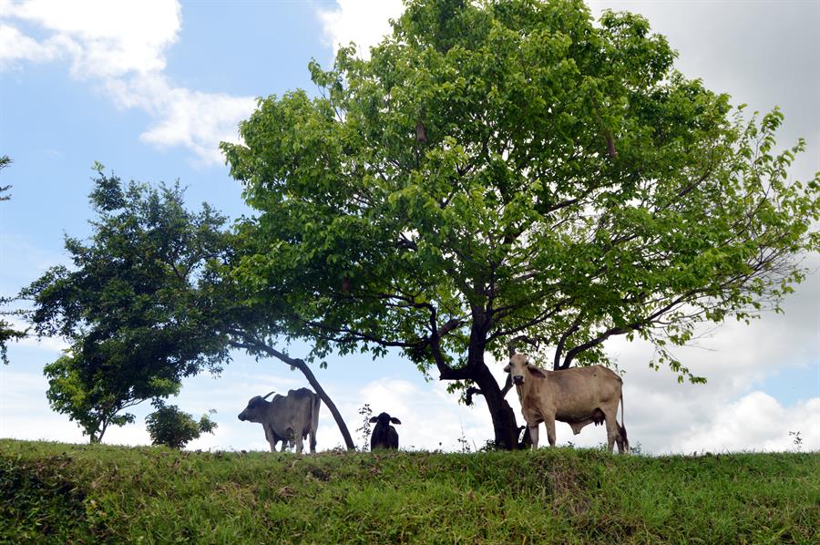 colombia naturaleza vacas