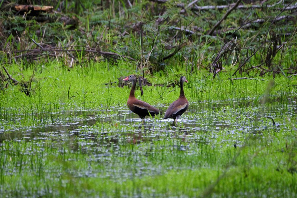 protección biodiversidad