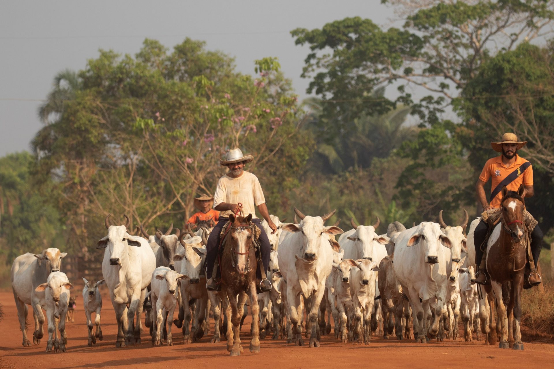 amazonia brasil ganado