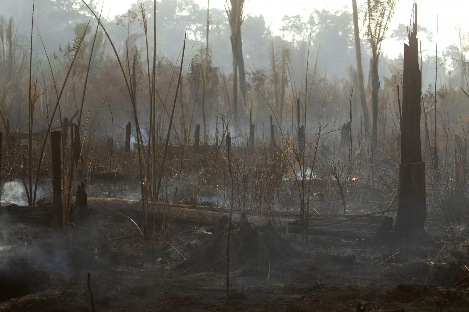 brasil amazonia incendios 2019