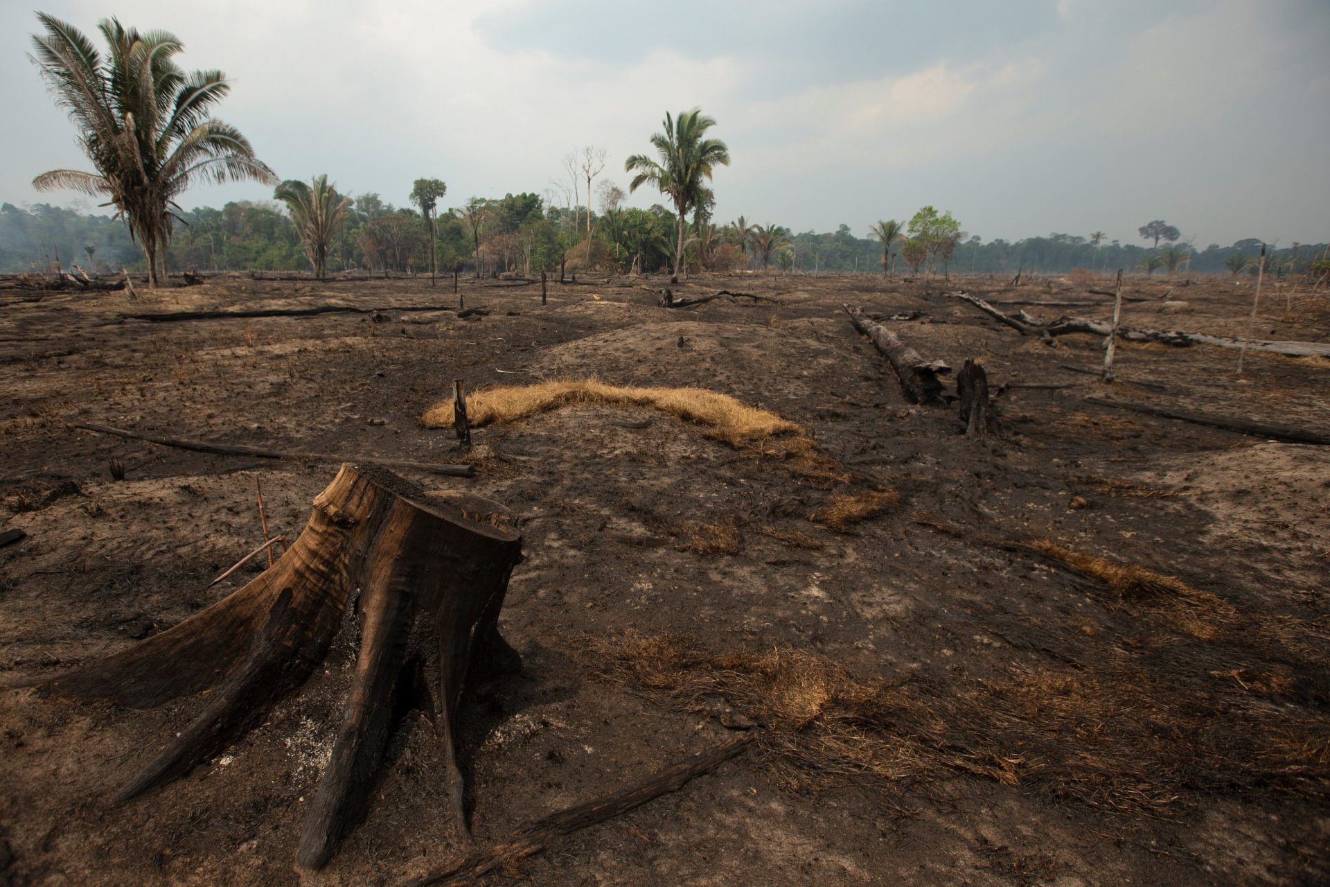 brasil amazonia incendios 2019