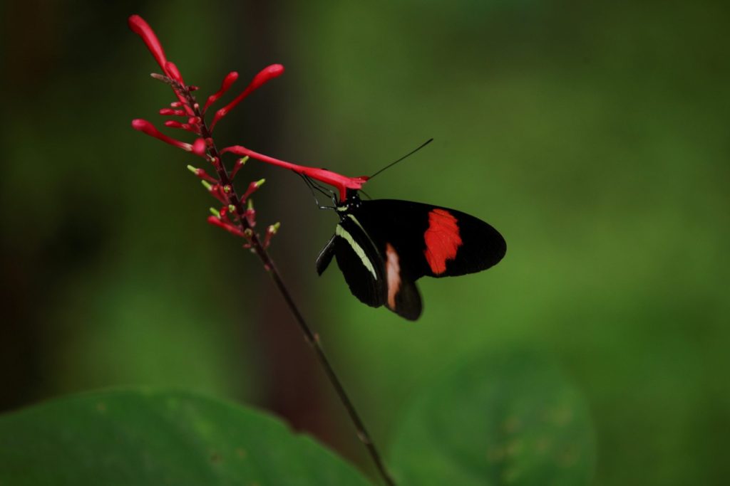 Cumbre Biodiversidad