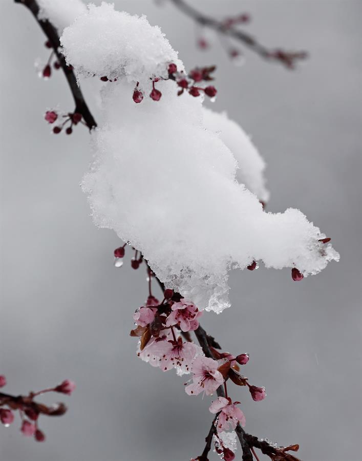 nieve -flor -vertical