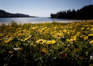 Foto de archivo. Una pradera con flores junto a un lago. EFE/Cabalar