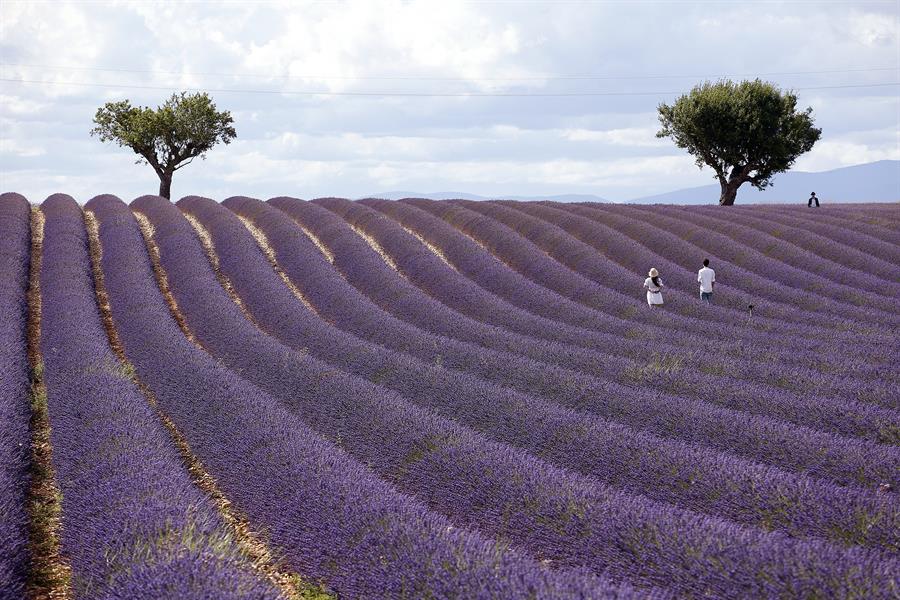 medioambiente naturaleza lavanda
