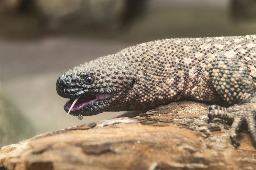 reptil lagarto mexicano con cuentas