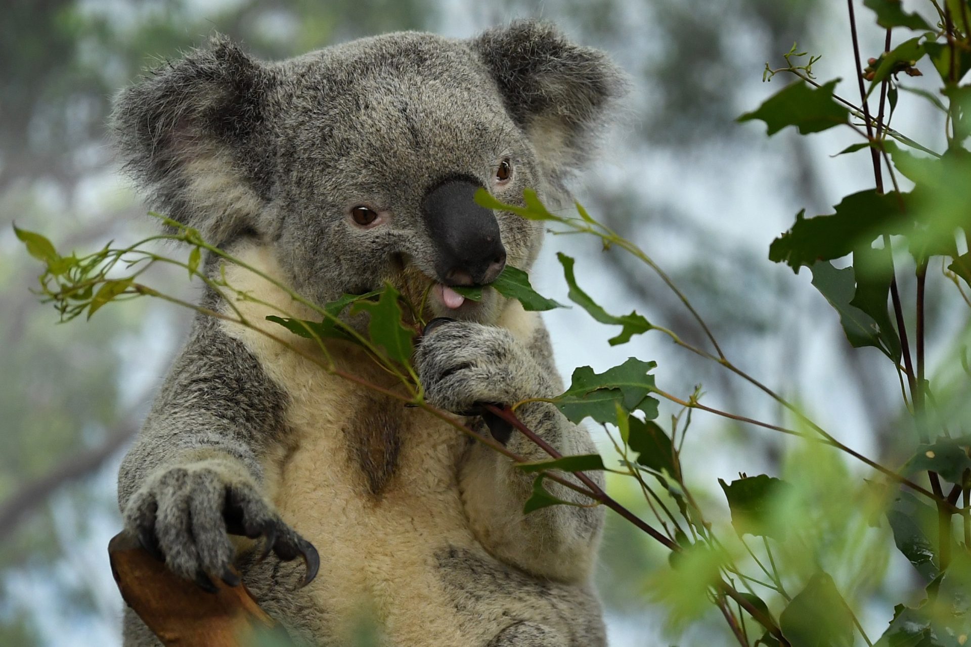 población koalas