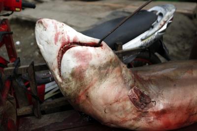 Foto archivo pesca de Tiburones en Banda Aceh (Indonesia). EPA/HOTLI SIMANJUNTAK