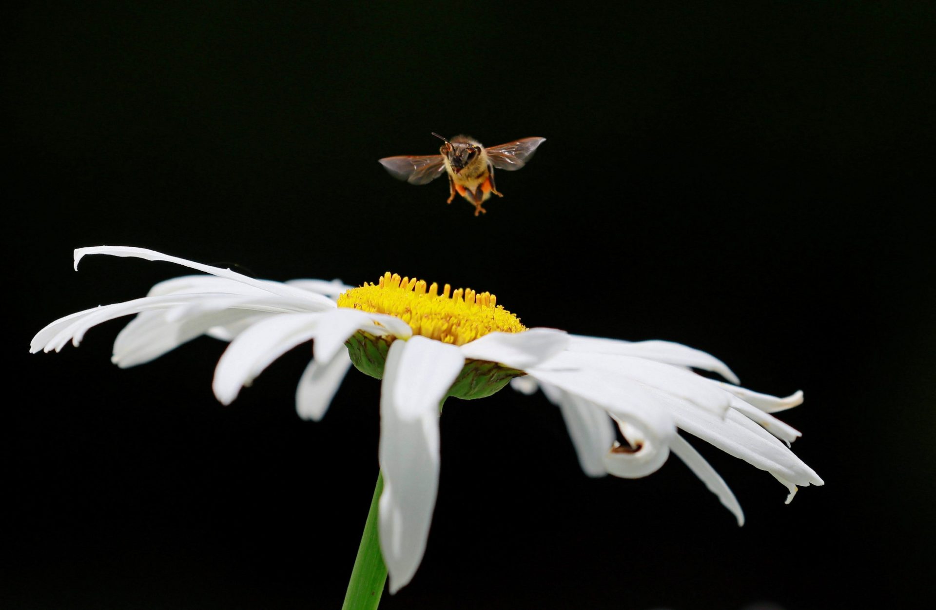 abeja flor margarita