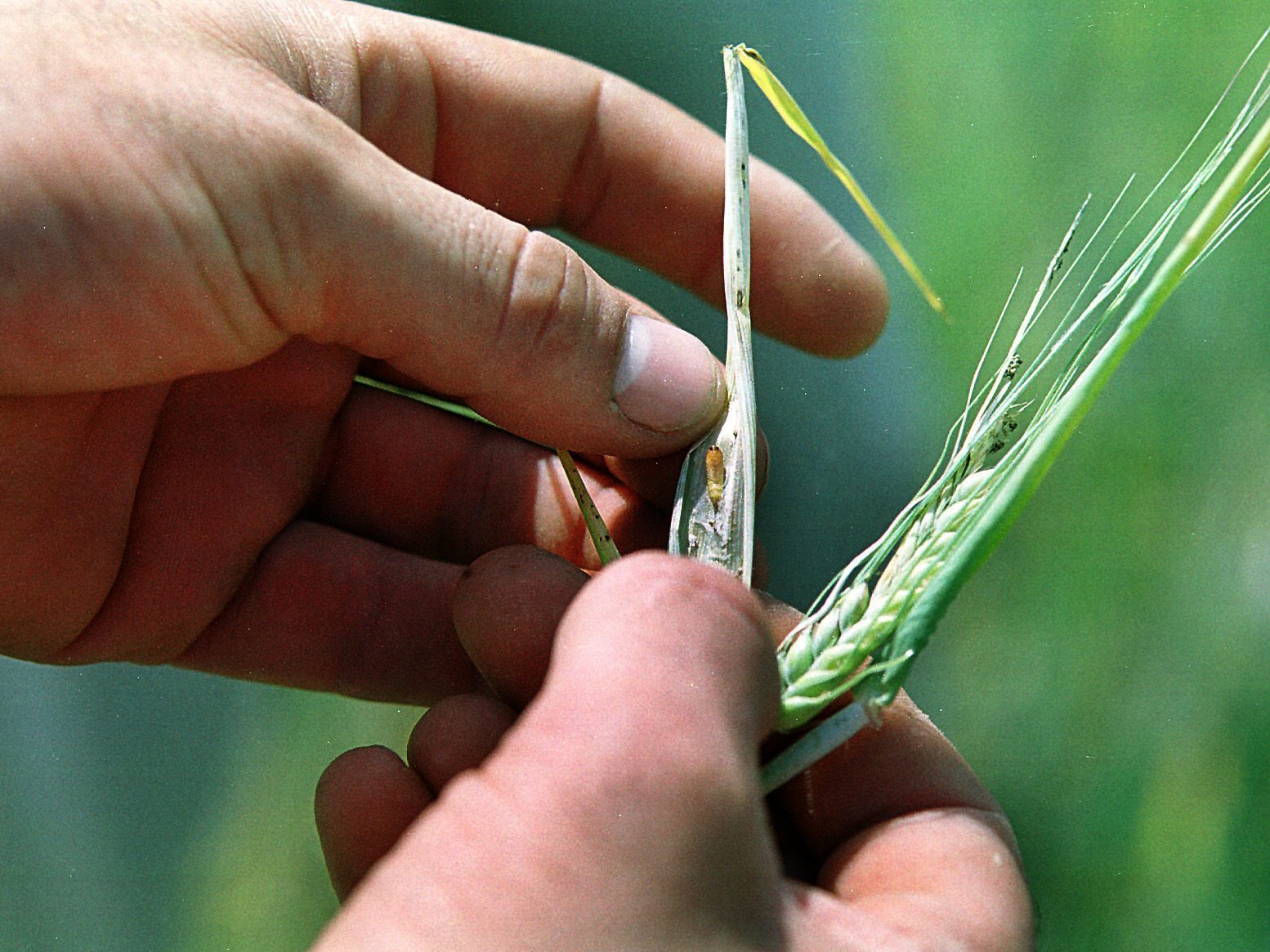 Imagen de una larva,  parásito ledidóptero conocido como Nefasia, una plaga que se alimenta de los granos verdes de la cebada. EFE/BRAGIMO