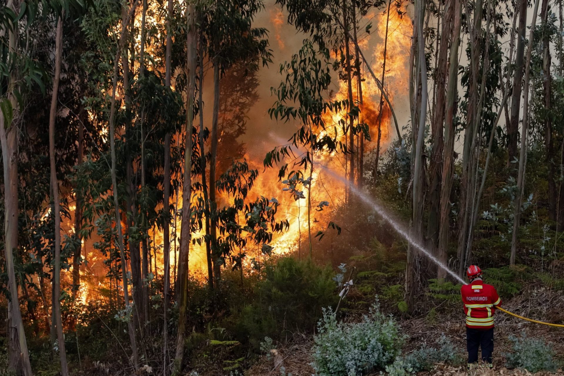 PN. Coimbra (Portugal), 13/08/2017.- A fireman tackles a forest fire in the village of Cabouco, Coimbra, central Portugal, 13 August 2017. reports state that 14 different forest fires are active in the region of Coimbra which 726 firemen, 203 land vehicules and 8 airplanes and helicopters are employed in battling the blazes. (Incendio) EFE/EPA/PAULO NOVAIS
