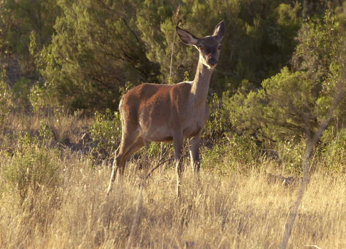 Ejemplar de ciervo del parque de Cabañeros. EFE/Paco Torrente