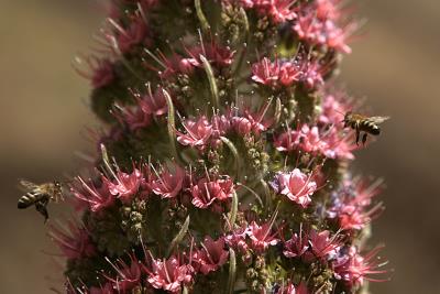 Dos abejas en un tajinaste. EFE/Cristóbal García