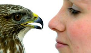 CÁDIZ, 29/10/2013.- Fotografía facilitada por la Fundación Migres de un águila pescadora, un ave costera que desapareció de la Península Ibérica en la década de los 80, debido, entre otros motivos, a la proliferación del urbanismo, y que ha vuelto a criar en España, donde ya cuenta Andalucía, con una población estable reproductora que este año ha visto nacer 31 pollo. EFE/ Jaime Blasco