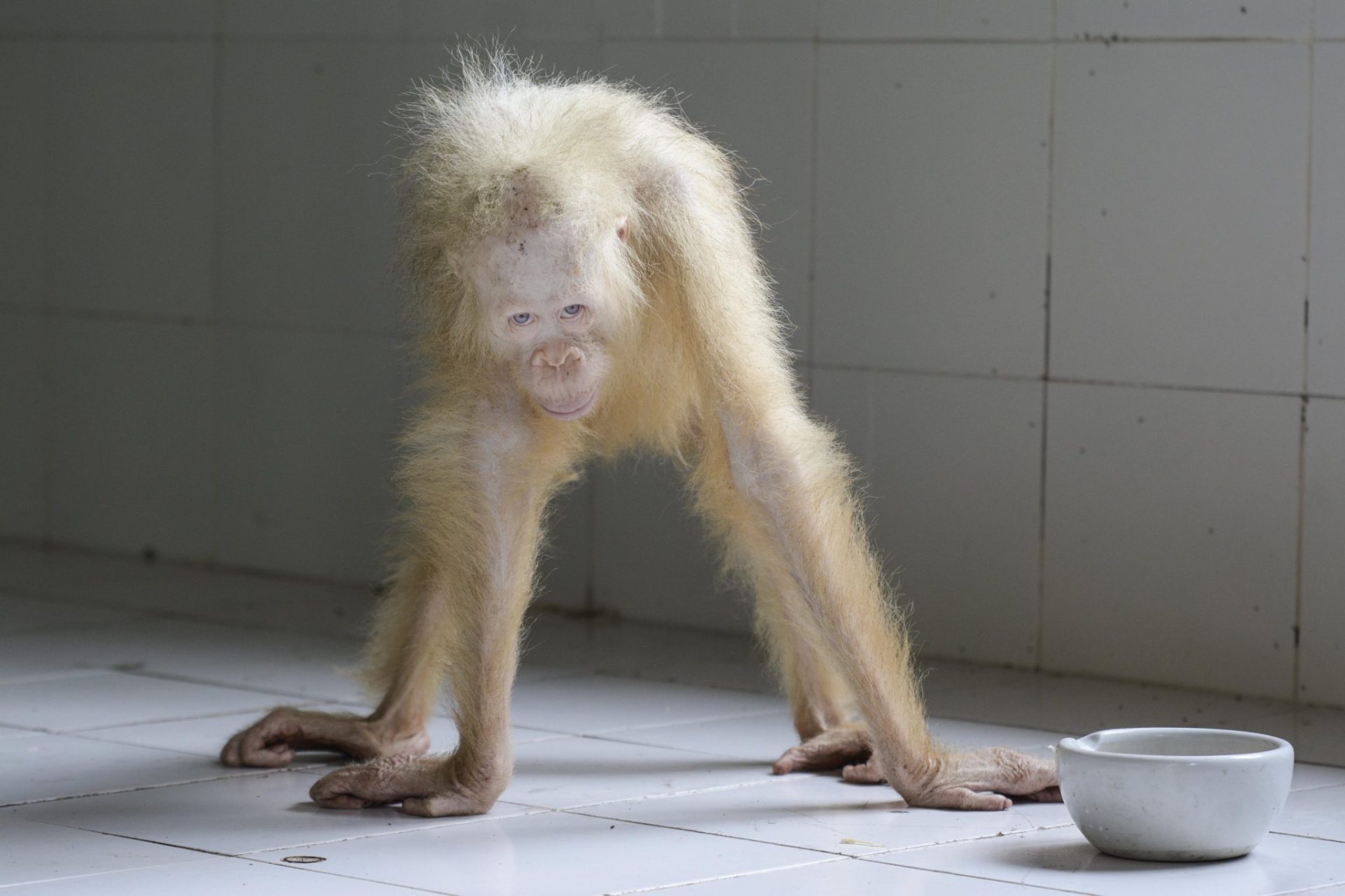 Orangután albino en Indonesia. EFE/Indrayana