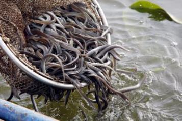 Ejemplares de anguila. EFE/Jaume Sellart