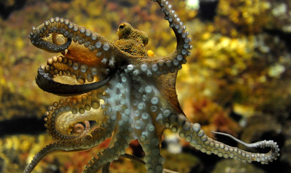 pulpo