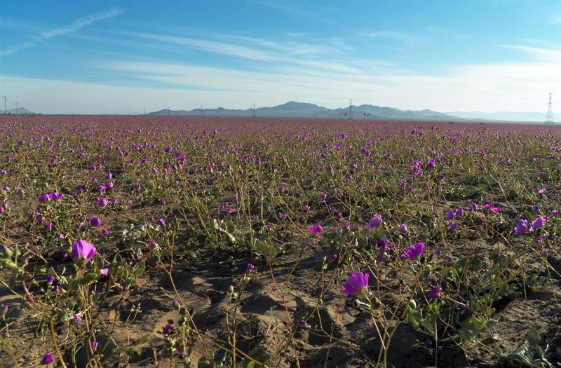 Fotografía que muestra una zona con flores en el desierto de Atacama. EFE/Cortesía Sernatur