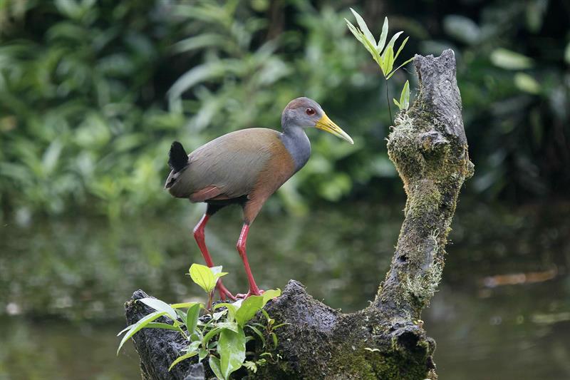 Un ave acuática en un tronco en la zona de Guápiles, en la provincia de Limón.