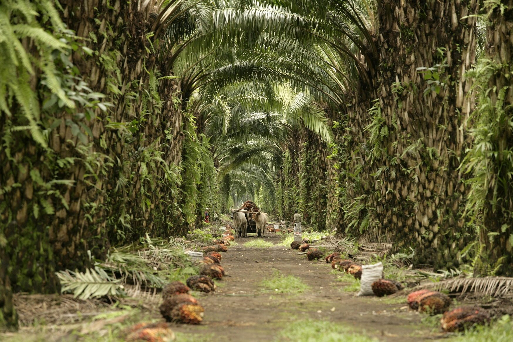plantación de palma en Guatemala.