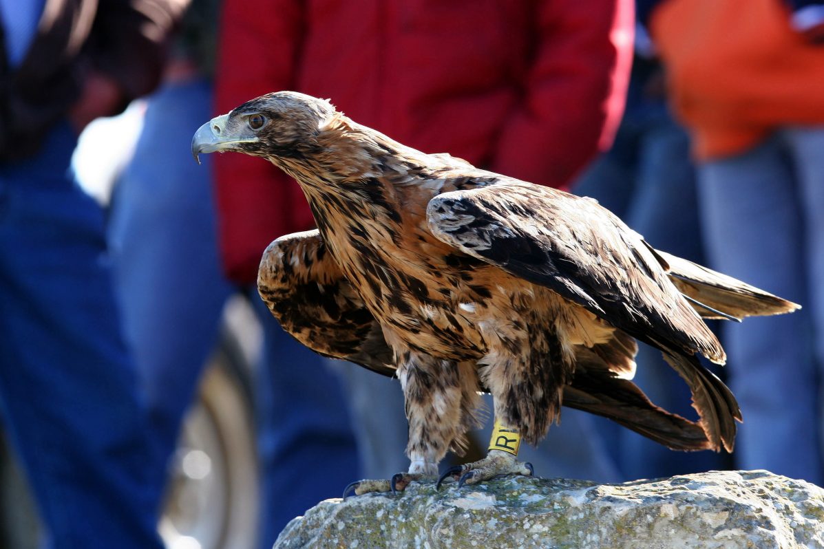 Un ejemplar de águila imperial ibérica (Aquila adalberti) se dispone a iniciar el vuelo. EFE/Jorge Zapata