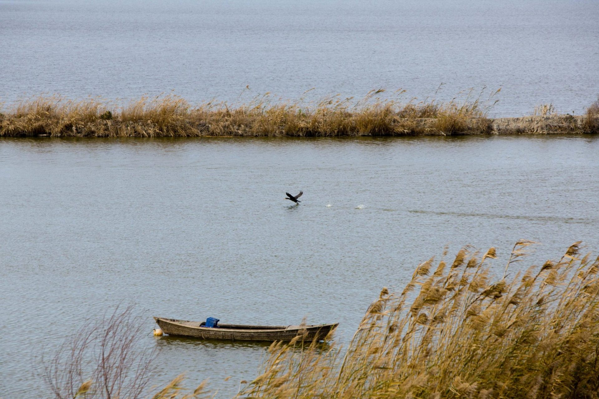 La Fiscalía investiga si la extracción de agua de la Albufera es un delito continuado contra los recursos naturales y el medioamiente. ambiente. EFE/Biel Aliño