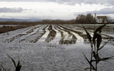 Foto de archivo de los arrozales en la Albufera. 