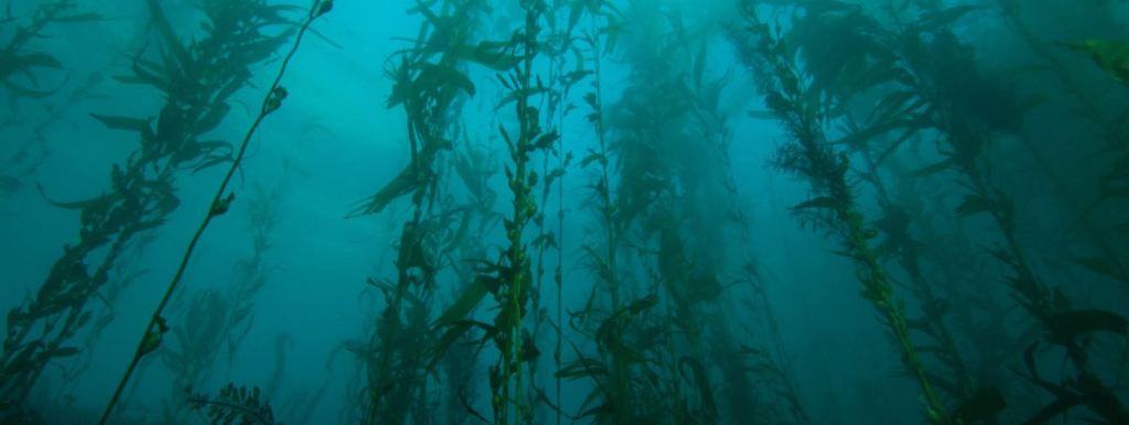  Bosques de algas. Foto: Juan Mayorga  / Mongabay Latam en @efeverde