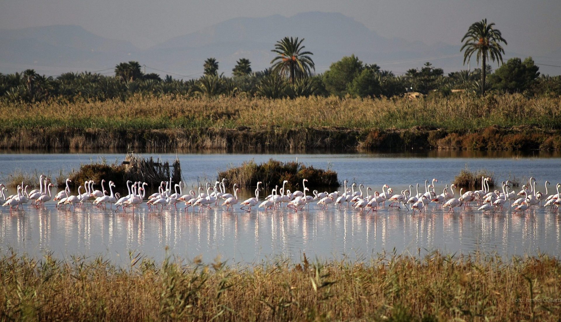 Parque natural de El Hondo en Alicante.