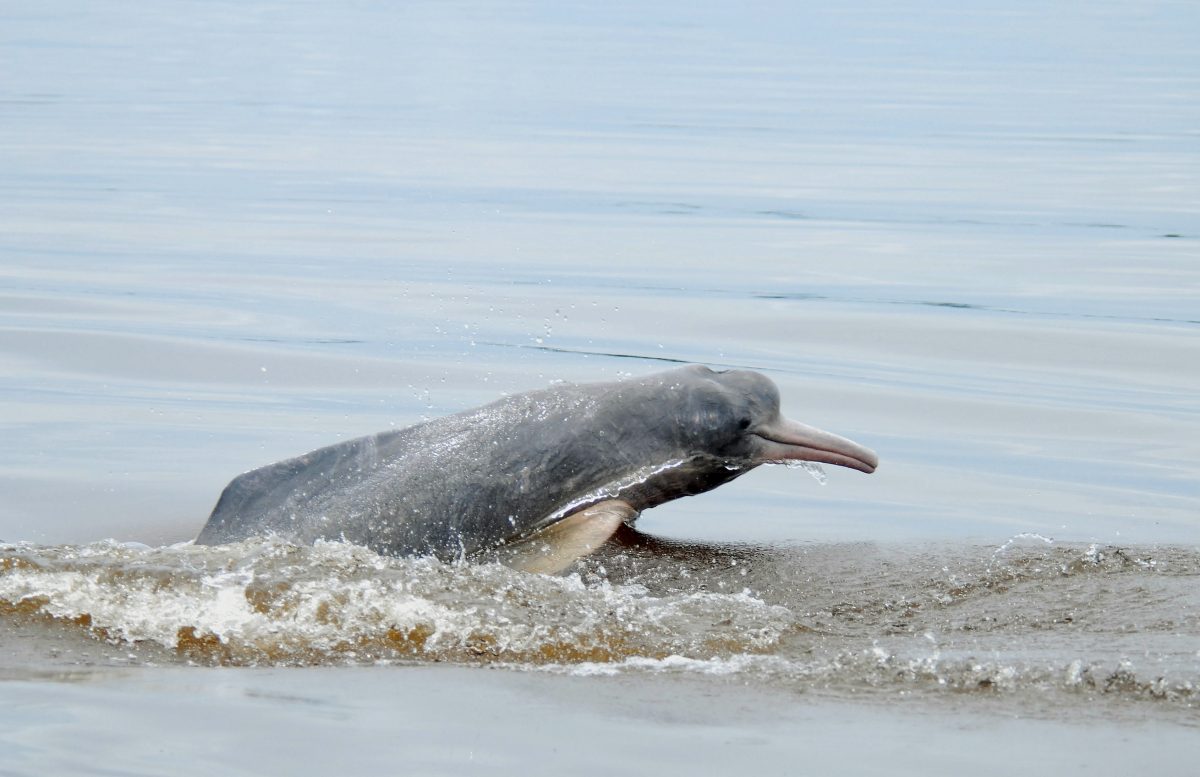 Los delfines de río disminuyen de forma abrupta en la cuenca del Amazonas.