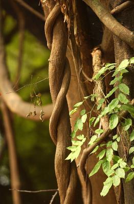 Detalle de la jungla amazónica. 