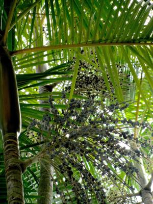 La influencia humana jugó un papel importante y duradero en la distribución de las especies amazónicas. 