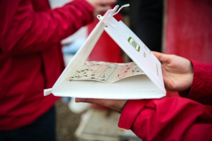 Vista de una trampa de mosquitos con ejemplares atrapados, en el marco de una investigación sobre mosquitos europeos invasores en el continente helado. EFE/Federico Anfitti
