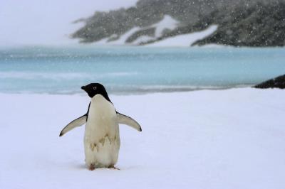 Un pingüino en la Bahía de Commonwealth, en la Antártida.