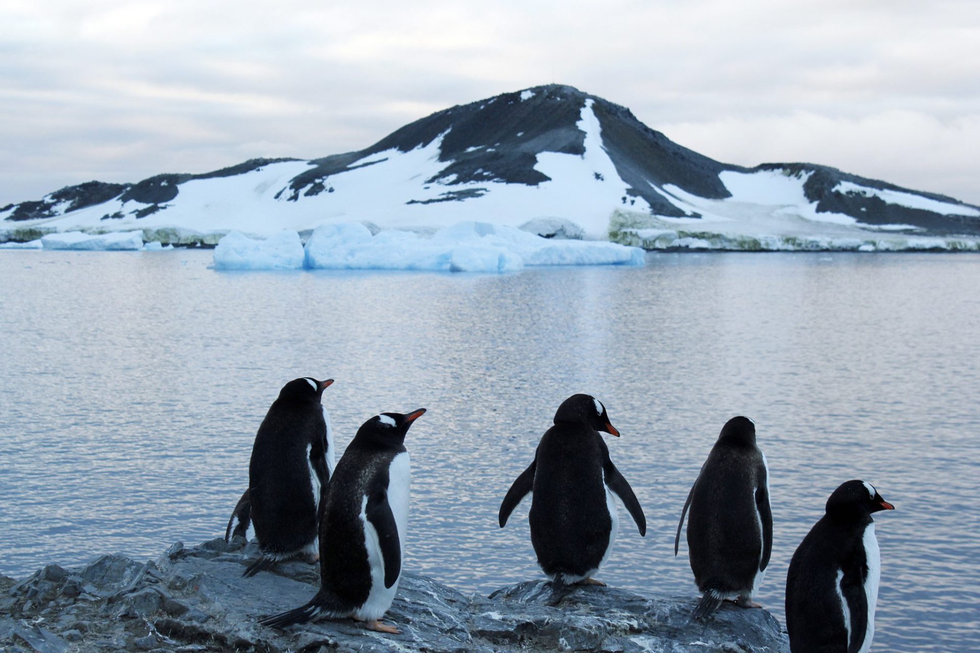 Chile tendrá en 2022 un Centro Antártico Internacional con 500 investigadores.